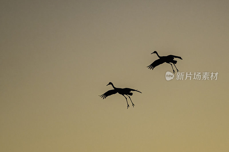 沙丘鹤(Antigone canadensis)是北美大型鹤的一种。Woodbridge生态保护区(又名Isenberg鹤保护区)。准备晚上降落。